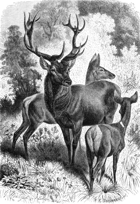 Red Deer