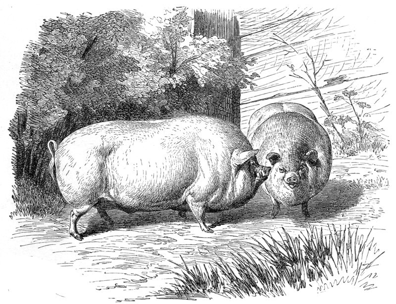 Miniature Pig