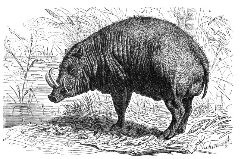 Deer Boar