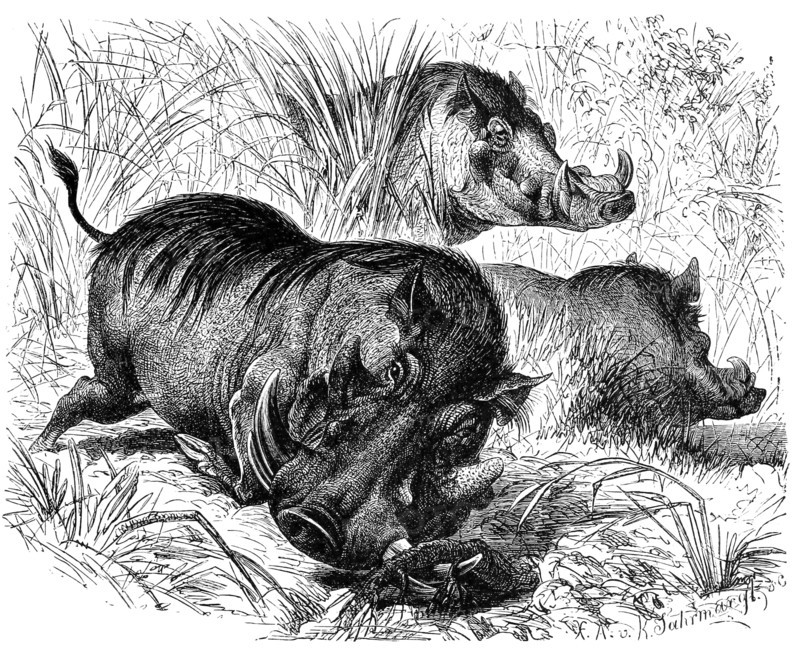 Warthog