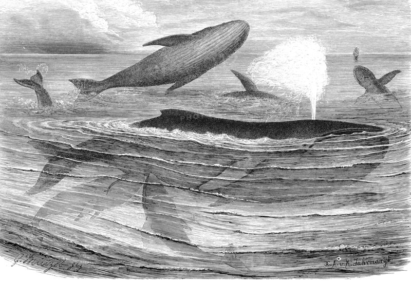 Humpback Whale