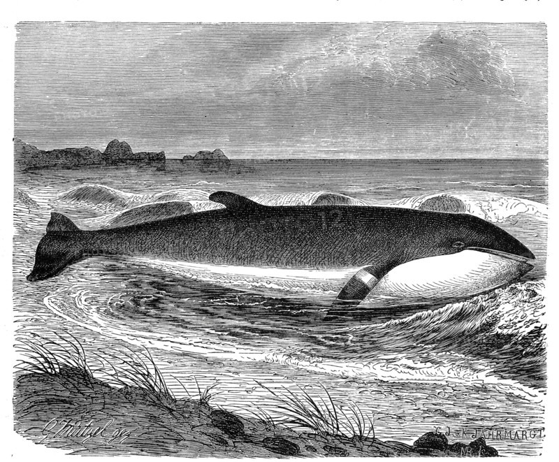 Minke Whale