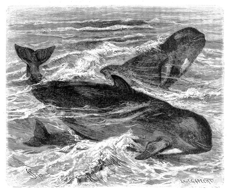 Pilot Whale