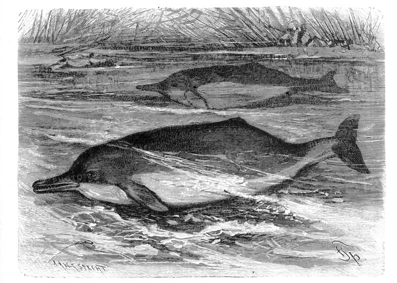 Inia Amazonica