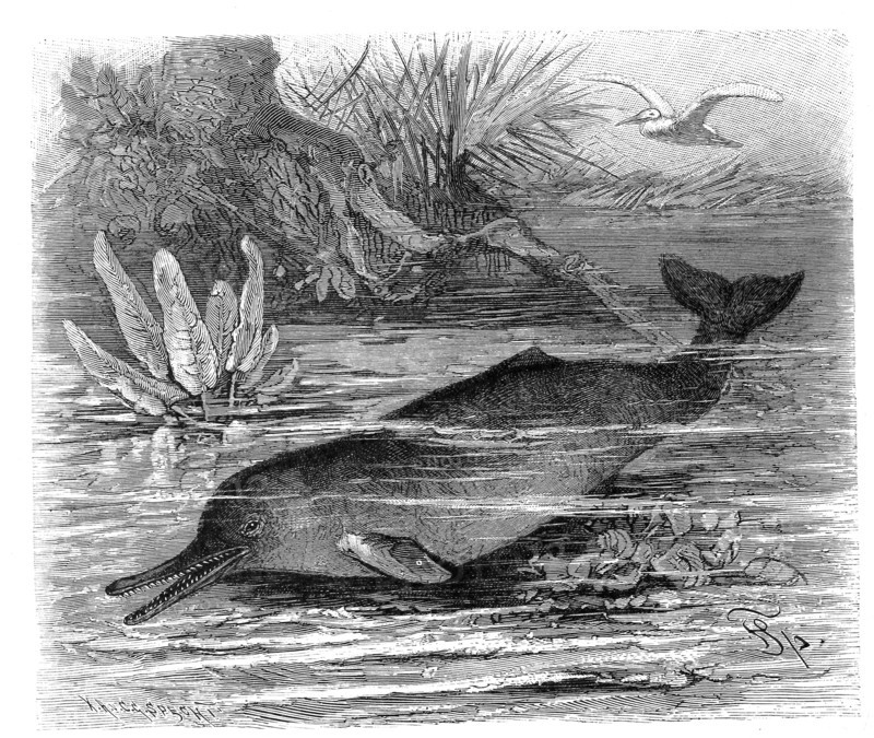 Beaked Dolphin