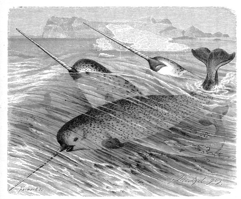 Narwhal