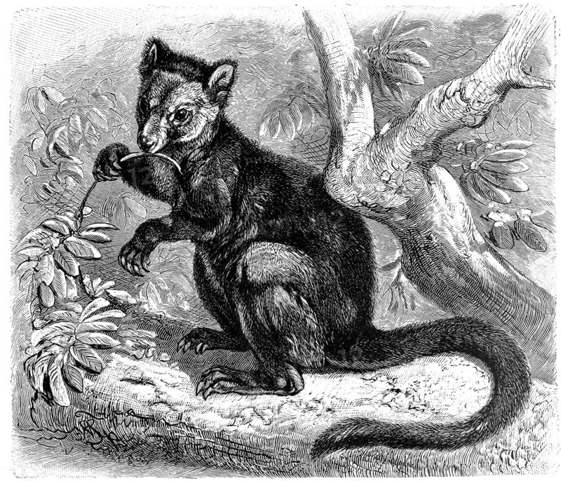 Bear Tree Kangaroo