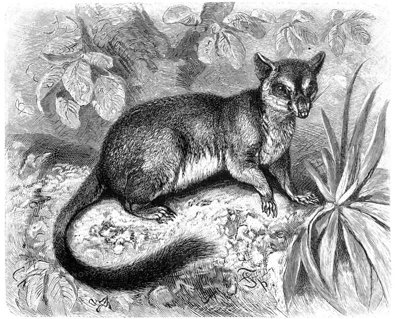 Tafa Phascologale Penicillata / Brush Tailed Pouched Mouse