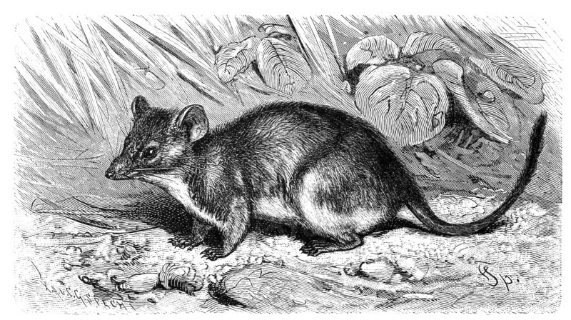 Yellow-Footed Pouched Mouse