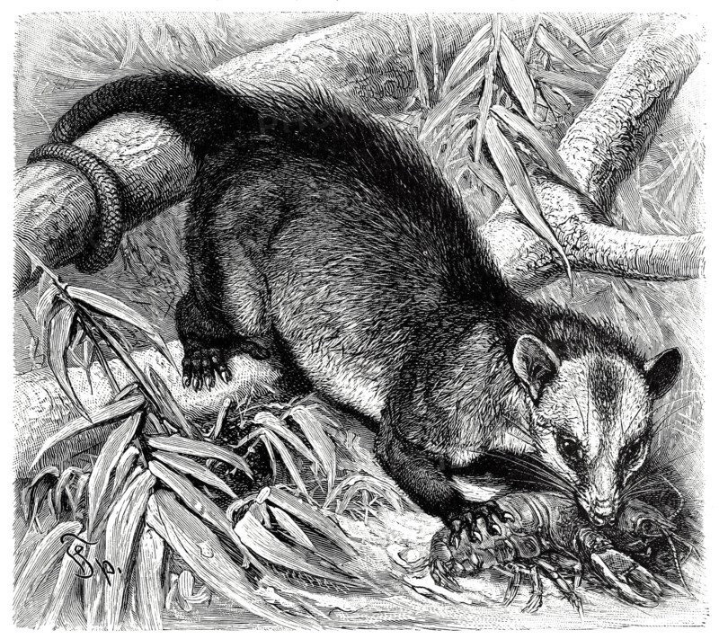 Crab Bandicoot