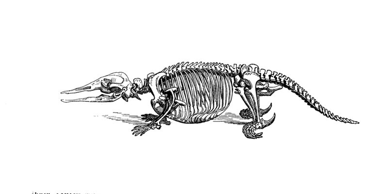 Skeleton Of Platypus