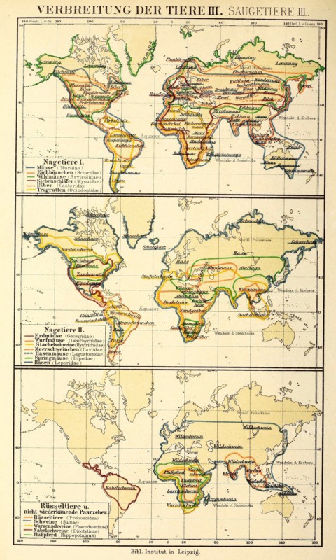 Distribution Of Animals According To Brehm'S Animal Life In The 19Th Century