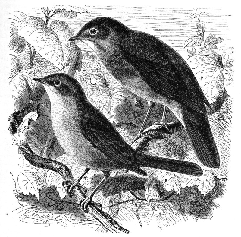 Bird