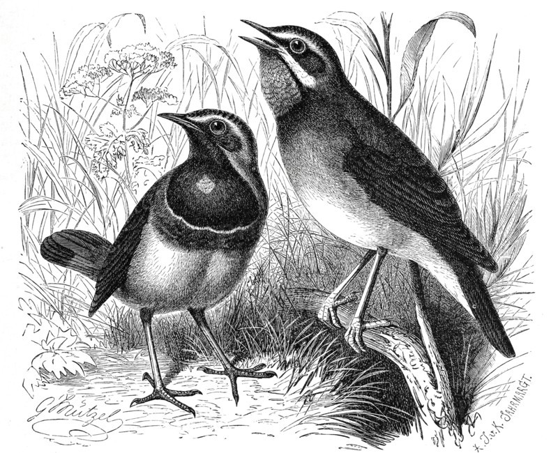 Bird