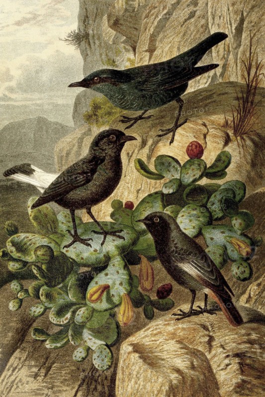 Bird