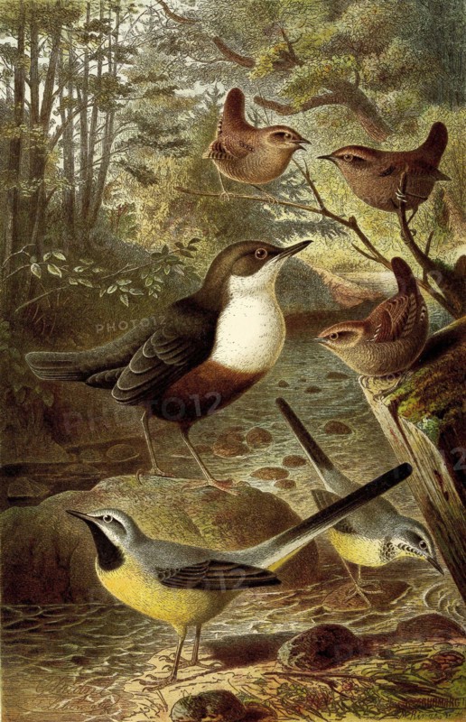 Bird