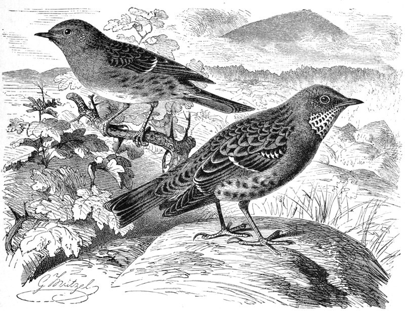 Bird