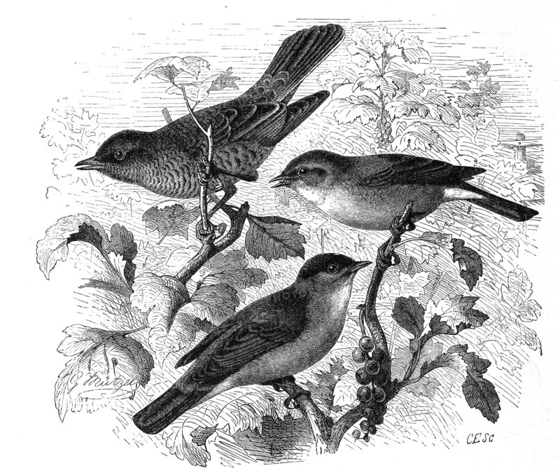 Bird
