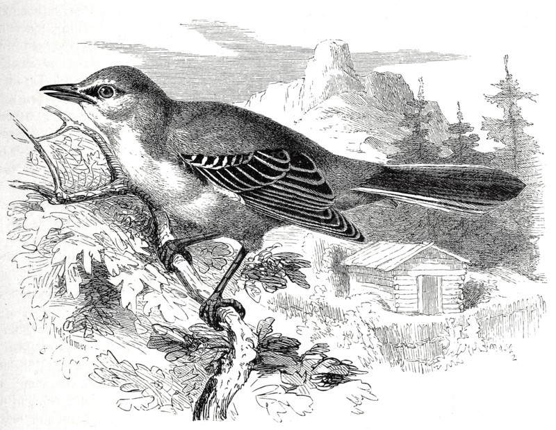 Bird