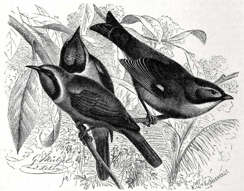 Bird