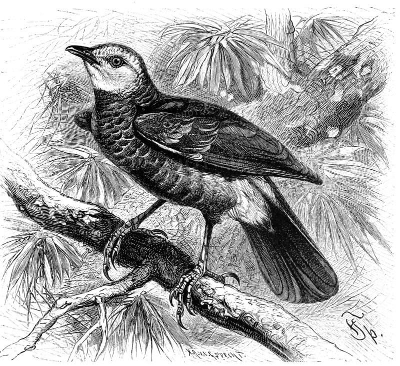 Bird