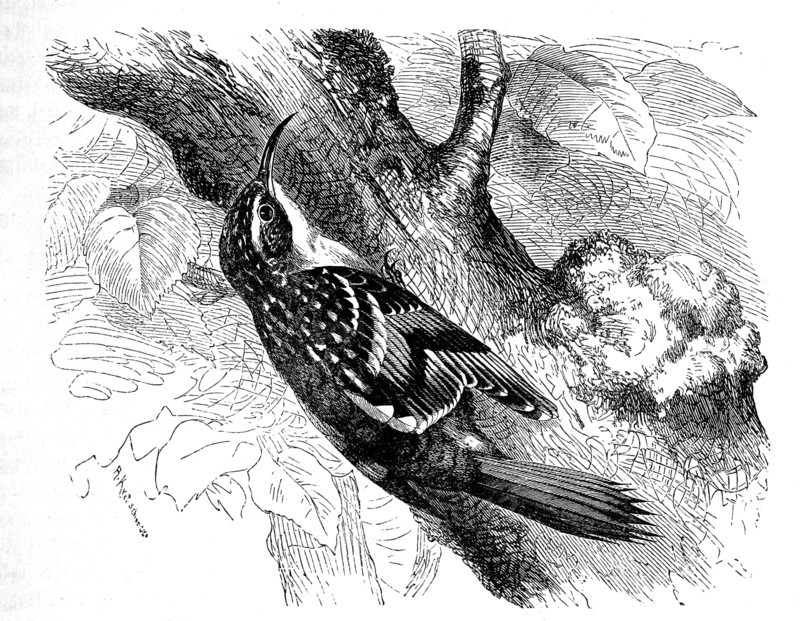 Bird