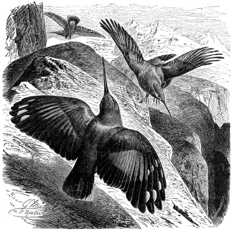 Bird