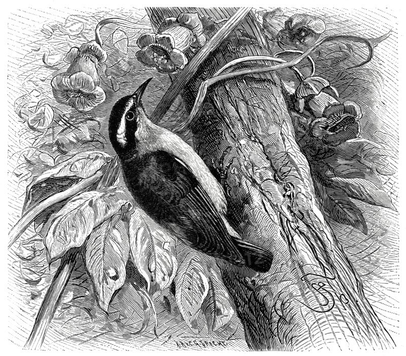 Bird