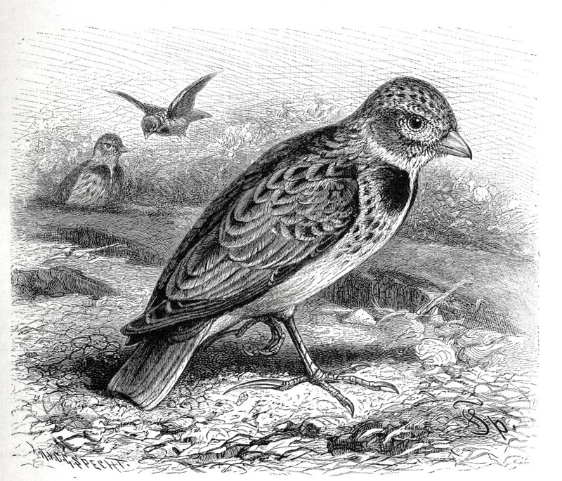 Bird