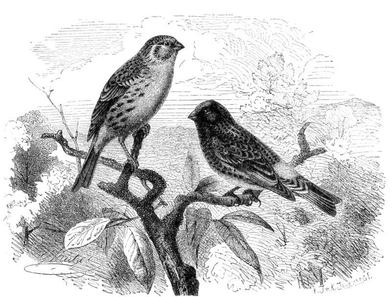 Bird