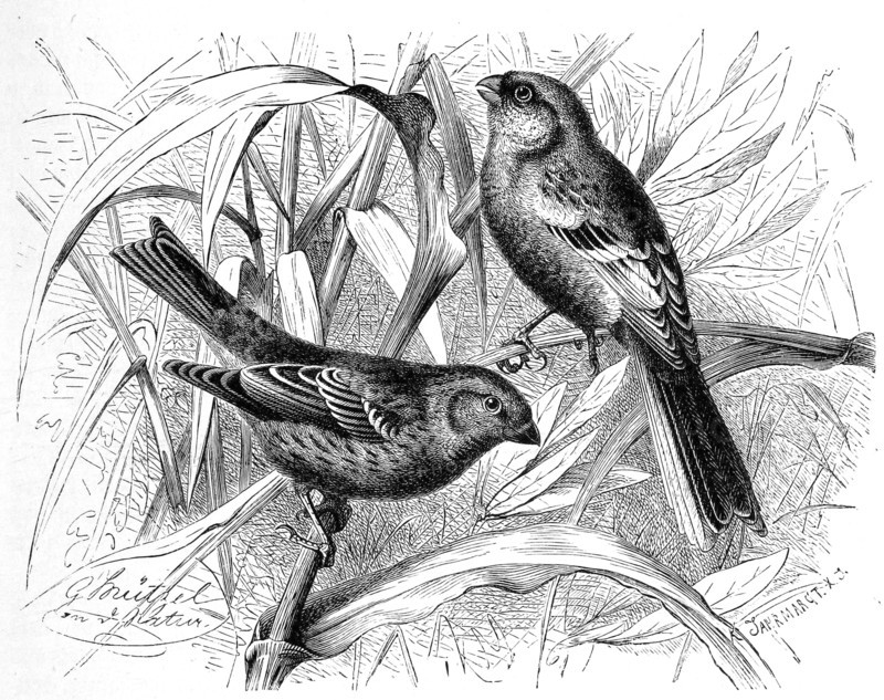 Bird