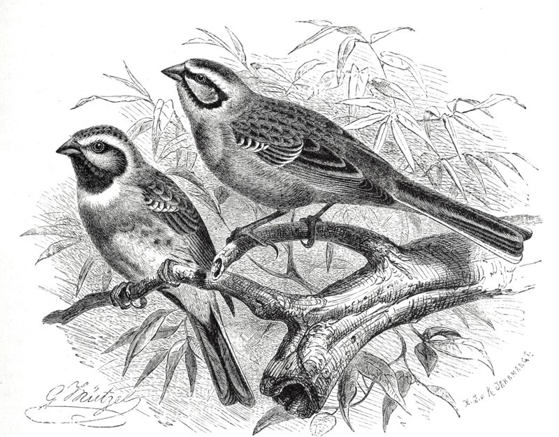 Bird