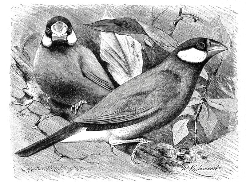Bird