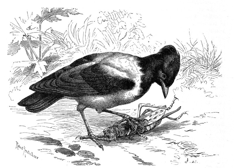 Bird