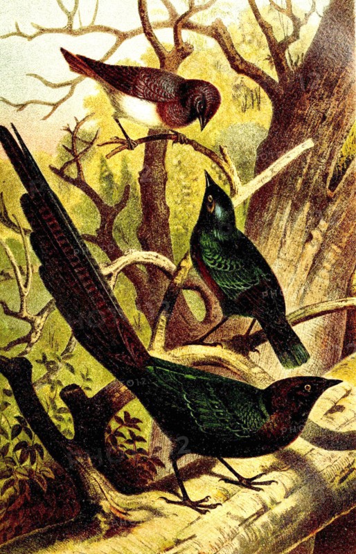 Bird