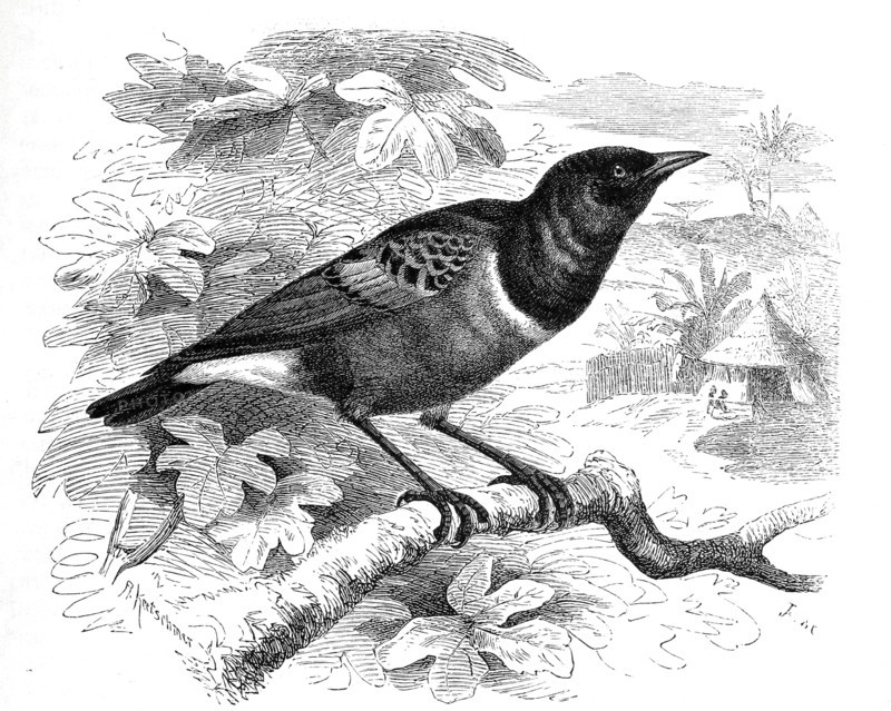 Bird