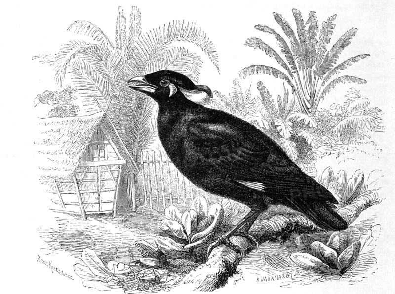 Bird
