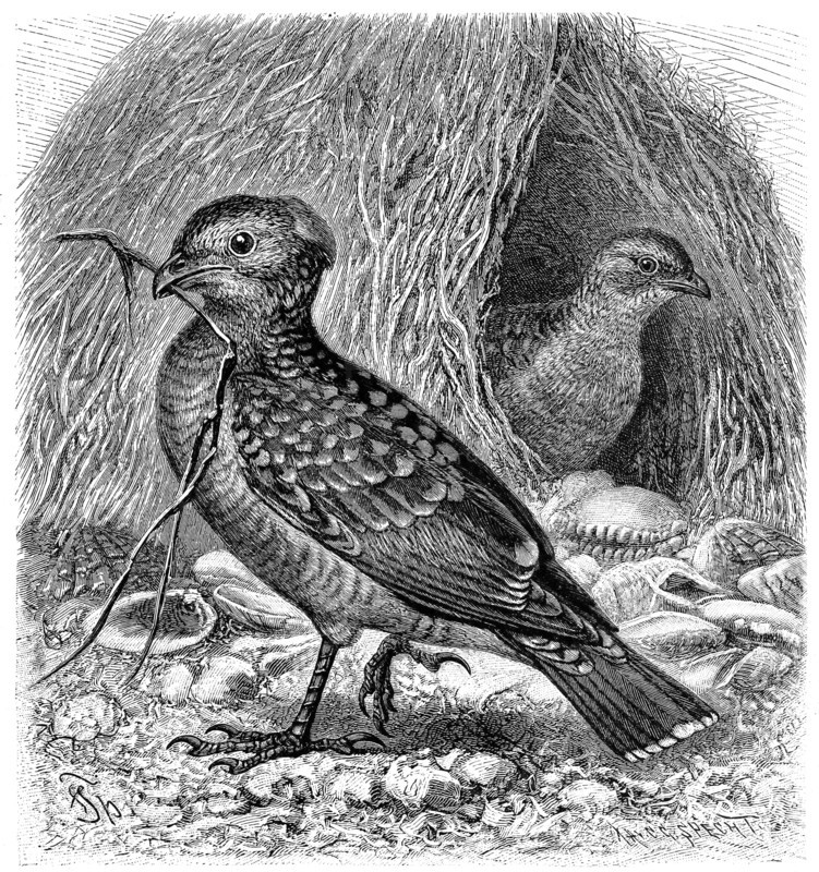Bird