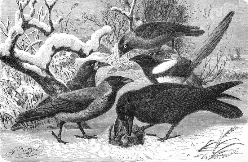 Bird