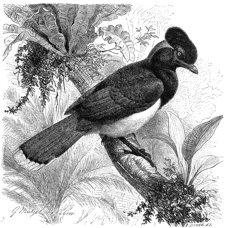 Bird