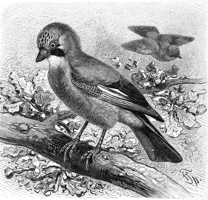 Bird