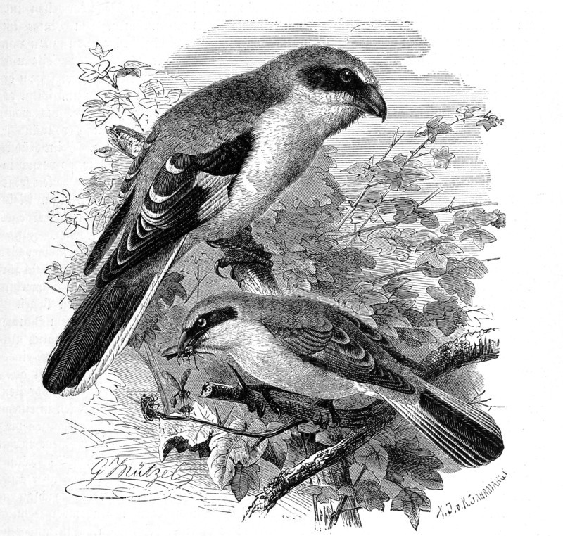 Bird