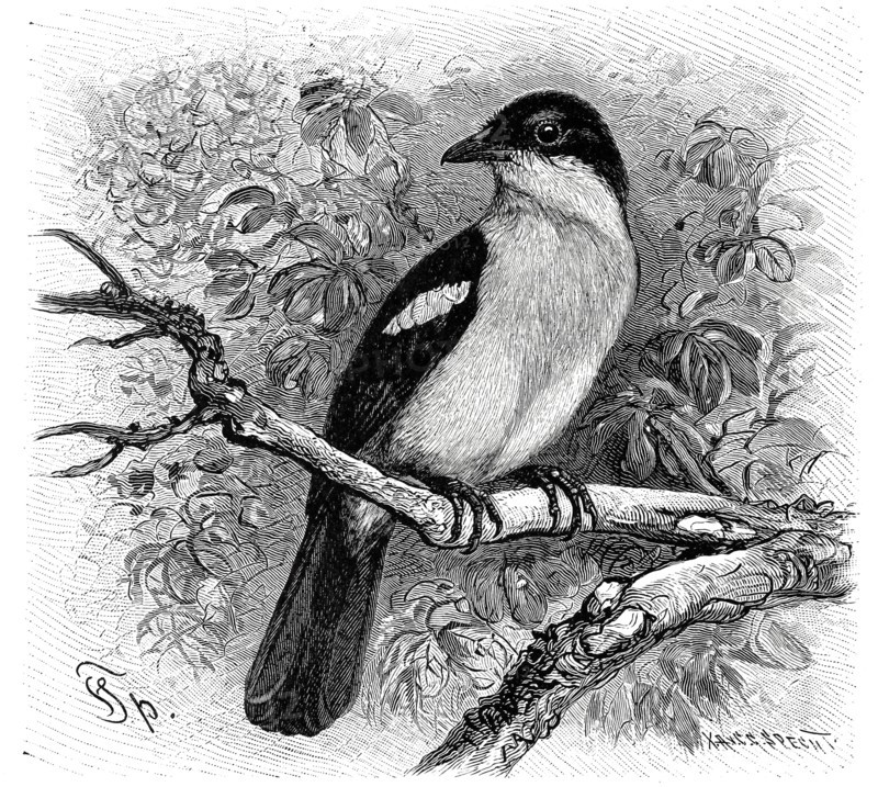 Bird