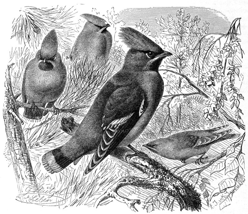 Bird