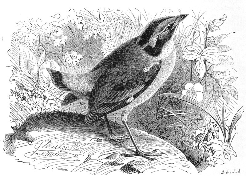 Bird