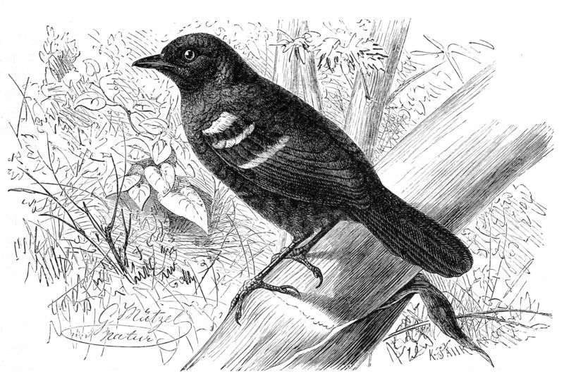Bird