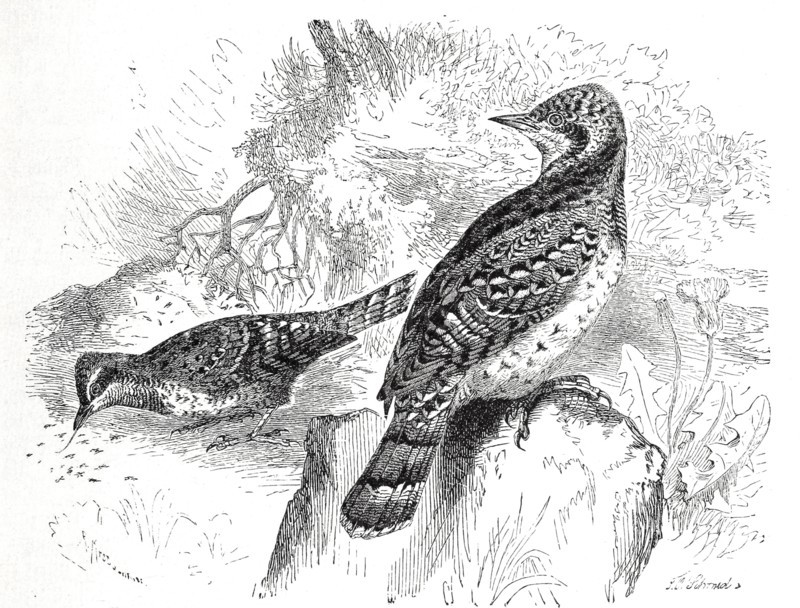 Bird