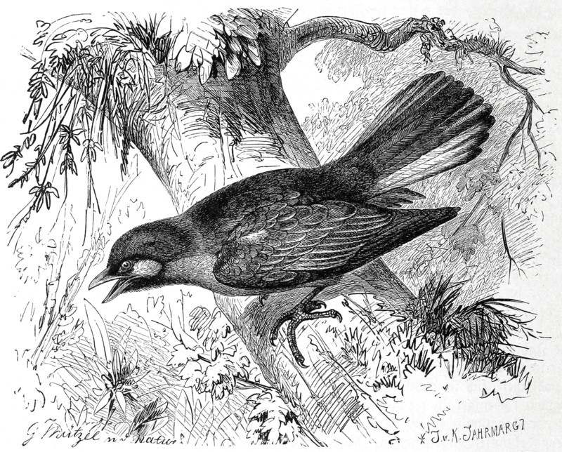 Bird