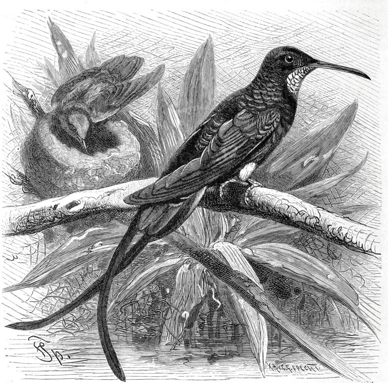 Bird