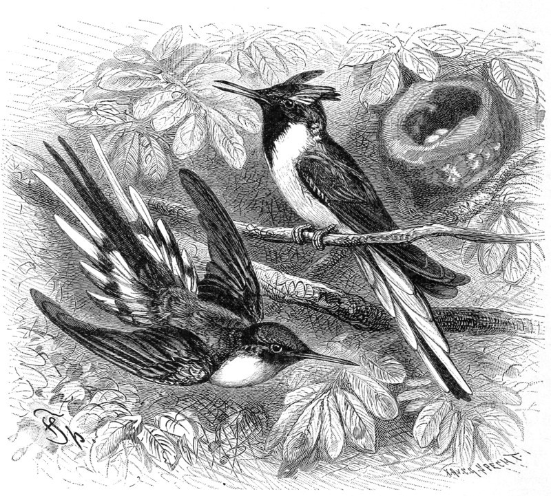 Bird